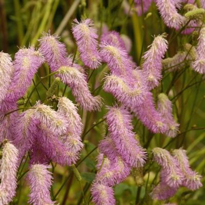 Sanguisorba 'Pink Brushes'